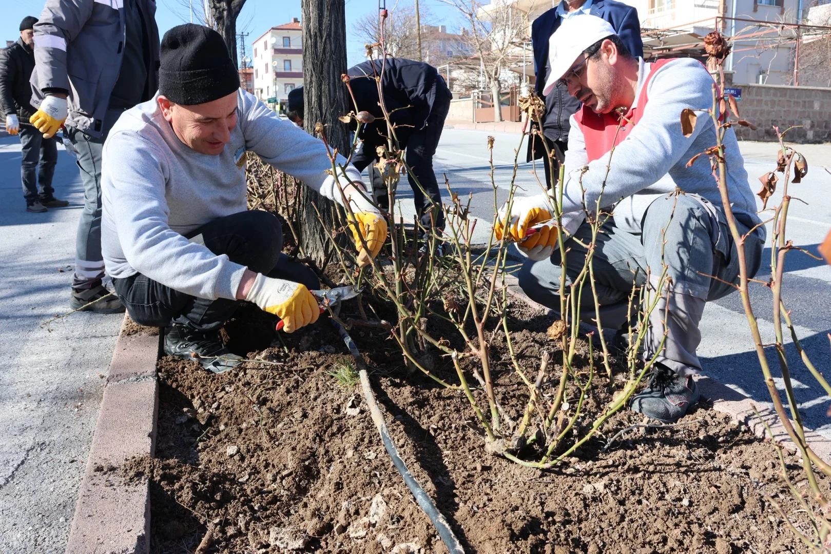 Ekiplerimiz tarafından ilçemiz genelindeki refüjlerde yer alan güllerde budama çalışmaları gerçekleştirilmiştir.