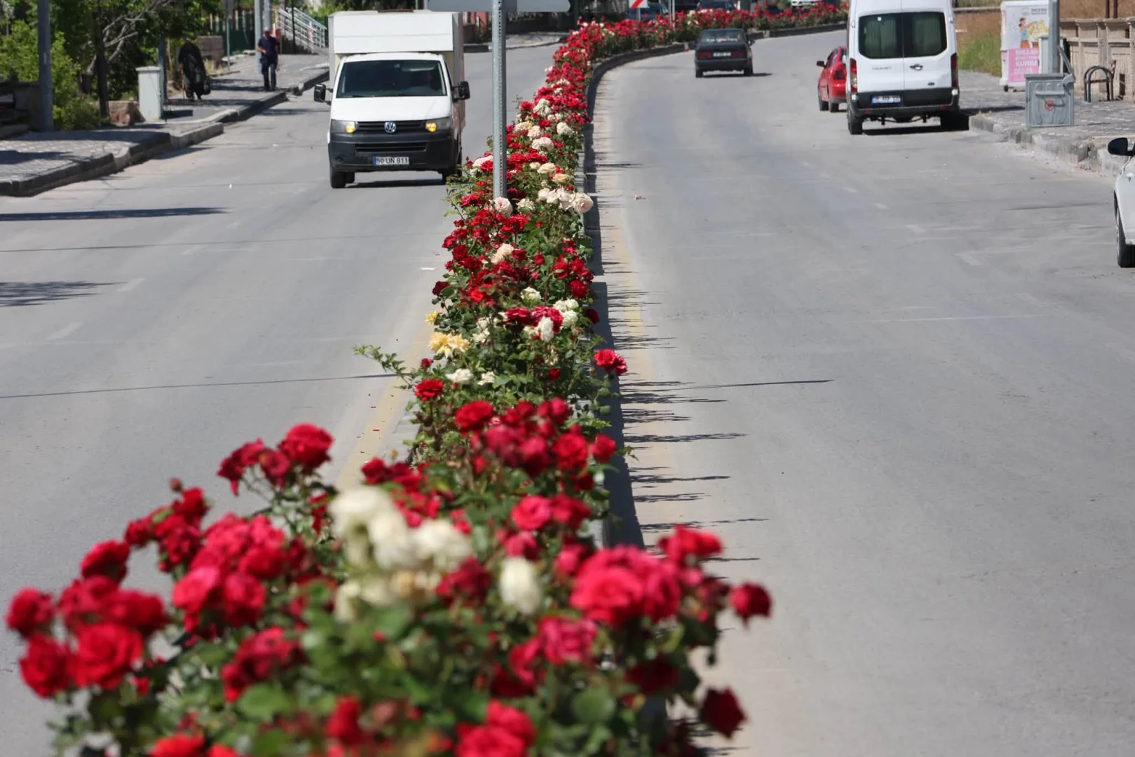 Belediye ekiplerimiz sezon boyu yaptığı çalışma ile ilçemizin orta refüjlerini gül bahçesine dönüştürdü. Rengarenk güllerimiz tarihi ilçemize estetik hava kattı.